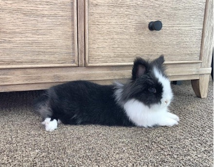 PetHut Started With a Bunny Named Pepe: Our Story