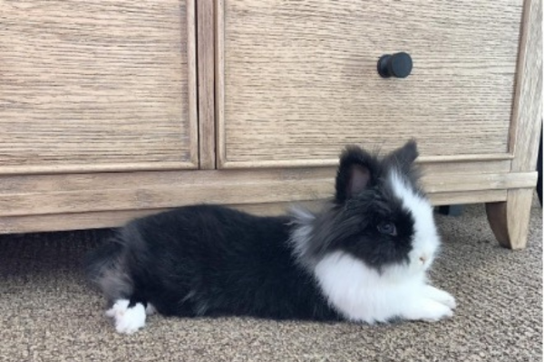 PetHut Started With a Bunny Named Pepe: Our Story